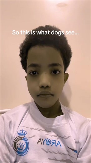 Understanding Dog Vision: How Dogs Perceive the World