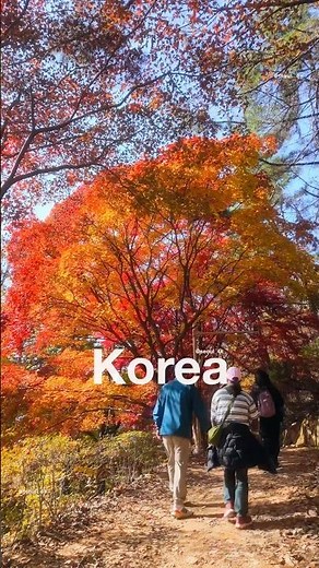 Red Maple Trails in Korea 🇰🇷🍁