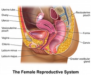 Urinary and reproductive system assignment