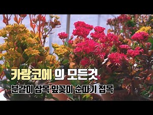 카랑코에 잘 키우는 비결은 바로 이것
