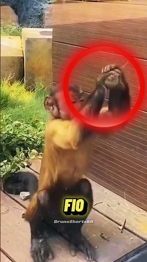 Esse plano de fuga do macaco é PERFEITO #shorts #macaco #curiosidades