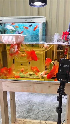 Testing a Color Catcher in My Fish Tank – Can It Remove Yellow Water? 🤔🐟#FishTank #AquariumTest