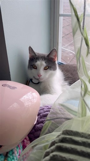 My babies are spoiled 🤣