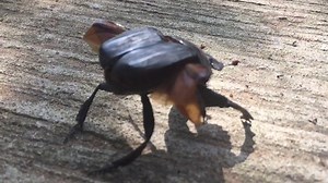 19K views · 96 reactions | We captured this stunning slow motion...