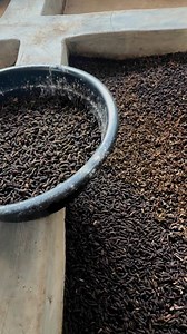 Why you should go into insect farming | Bempet Organic Farm