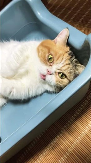 今日は特別ですよ what a day A ONEKO CAT #cat お猫