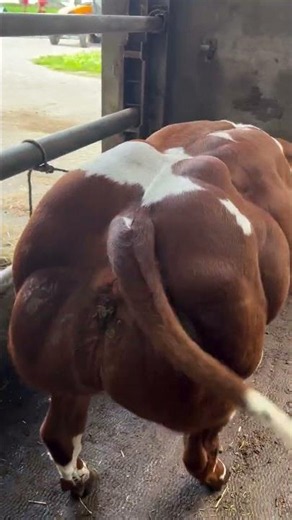 Belgian Blue Super #sapi #sapigemuk #iduladha #sapipedaging #sapijumbo #sapimakan