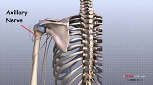 4.8K views · 190 reactions | Anatomy Of The Shoulder | Spine Physiotherapy & Rehabilitation Centre | Facebook