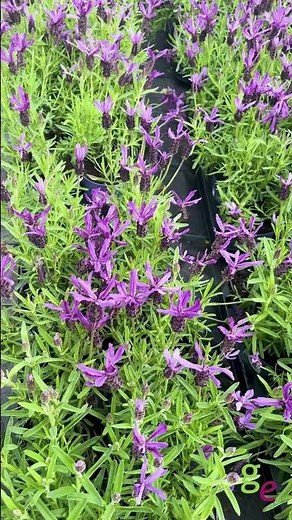 Plant Profile: French Lavender