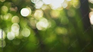 Green natural roundish bokeh background. Summer day in the forest. Green leaves and sun rays. 4K