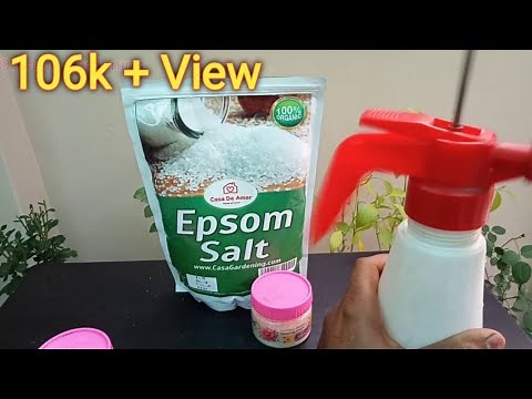 How to Use Epsom salt for Plants/ good health for Plants/ Organic fertilizer.