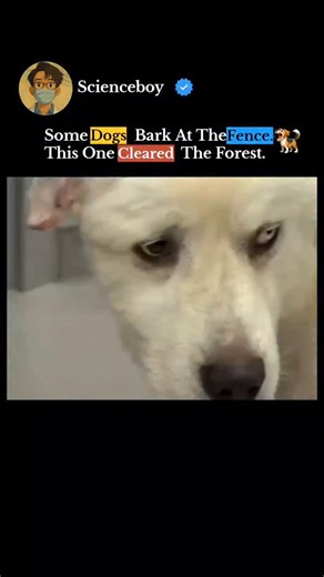 Deepak Kumar on Instagram: "This viral video tells the story of Casper, a Great Pyrenees from Decatur, Georgia, who became a legend in November 2022. While the internet numbers often fluctuate (some say 11 coyotes, others 13), the core of the story is an incredible display of instinct and bravery. ​Here is the breakdown of what happened: ​1. The Initial Ambush ​Casper was guarding a flock of sheep on John Wierwiller’s farm when a pack of roughly 11 to 13 coyotes attacked. While his pregnant part