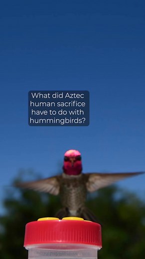 Gory Aztec Hummingbird God?! | Exclusively Hummingbirds