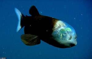 Rare alien-like fish with a translucent head that exposes its glowing green eyes is spotted some 2,000 feet below the Pacific Ocean off the coast of California - NewsBreak
