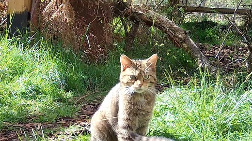 The Saving Wildcats conservation partnership project is celebrating a successful first breeding season, welcoming a total of 22 wildcat kittens who could be among the first of their species to be released into the wild in Britain. | South Wales Argus
