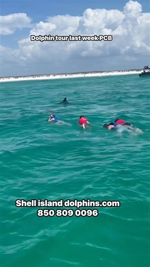 Shell Island Dolphin Tours LLC PCB #dolphins #pcb #30a #fyp #fypシ #ytshorts #shorts #shortsfeed