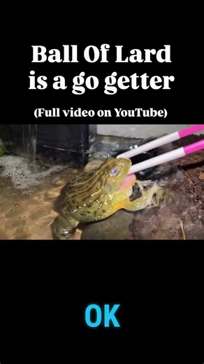 Full video on YouTube about his new enclosure. #frog #pixiefrog #reptiles #reptile