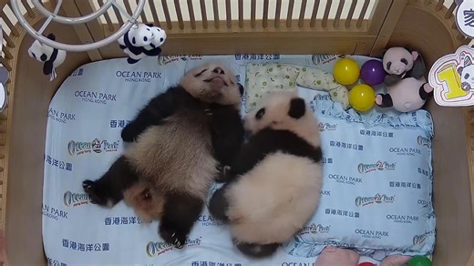 First locally-born panda cubs at Hong Kong Ocean Park