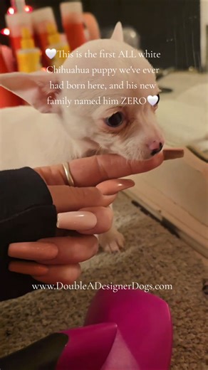 Meet "Zero"! He's the first and only all white chihuahua puppy we've ever had born here! 🤍🤍🤍