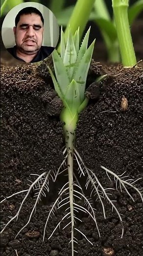 Pineapple Plant: How a Tropical Plant Grows a Giant Fruit 🍍