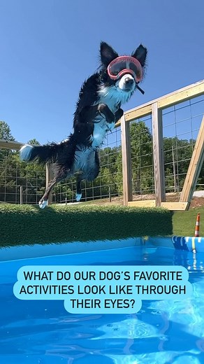 We all joke about seeing life through our dog’s eyes, but what would it really look like? We dove in and found out - and it might not be what you think! While we see an entire rainbow of colors, our dogs see in shades of blue, yellow, and gray. Dog’s eyes excel at detecting motion at a distance but have trouble recognizing stationary shapes at the same distance. For example, they can recognize a moving object at up to 900 meters, but can only see that same object at 585 meters when not moving. S