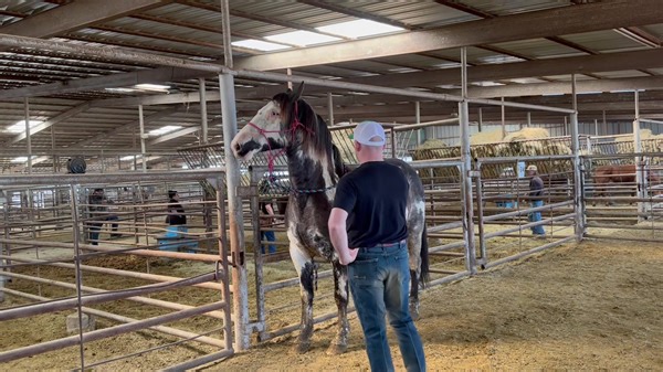 9.4K views · 402 reactions | SAFE! 1882 - big Flashy Clyde x Gypsy mare To purchase please visit https://www.bowietexaslivestock.com/product-category/odwyer-horses/ ALL ANIMALS ARE AS IS & NON-REFUNDABLE! Call or text 940-257-8884 UPCOMING TRANSPORT- (dates are subject to change) Anywhere along I 40/ Bakersfield CA/Stockton CA 1/31/2024 Hillsboro KY 1/31/2024 North Carolina 1/31/2024 Florida Michigan | Bowie Texas Livestock Barn | Facebook