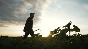 Farmer Working Hoe Soybean Field Man Stock Footage Video (100% Royalty-free) 3798207565 | Shutterstock