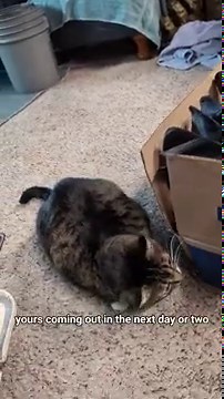 Don't ask questions about the tied up girl