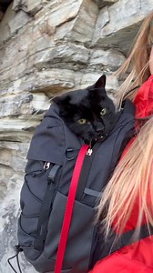 2.4K views · 1.5K reactions | Monk the Explorer. Monkey has always had an itch for adventure. Though he’s been on many trips and outings before he’s never accompanied me on an actual hike. Yesterday Monk experienced his first ever trail hike, nestled in my backpack, and the results are in: HE LOVED IT!!! Bean was home lounging and reading up on the art of doing nothing. | Vampire Cat Monk & Bean | Facebook