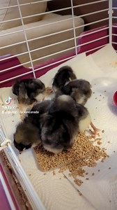 4.1K views · 901 reactions | Introducing the new Grump Bumps! | Grumpy Chickens | Facebook