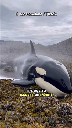 Why Do Whales Beach Themselves?