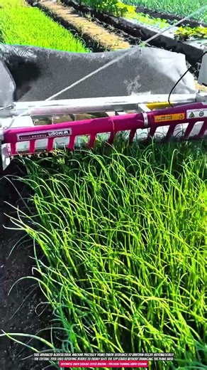 Automatic Onion Seedling Cutter Machine – Precision Trimming Width 1200mm