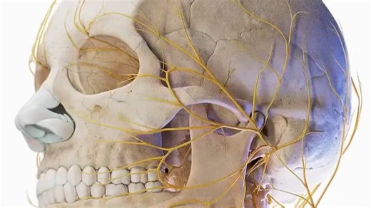 大脑3D解剖，渲染作者：sciepro. 官方 软件：V-Ray