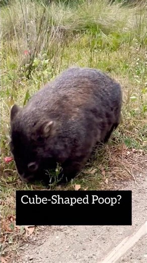 Why Is Wombat Poop Cube-Shaped? 😳