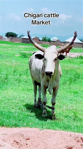 Chigari Cattle Market overview and cattle prices