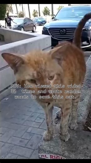 Breille Pets on Instagram: "This cat was found on the streets in this pain. Your donation could help save a soul. Use the link in the bio. #viral #london #fyp"