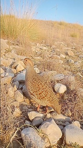 Teetar Bird Sound | Realistic Partridge Calling Voice#bestmoments #partridgehunting #teetarawaz