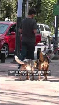 Dog walker reported for animal abuse - N+