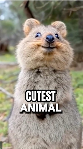 These Are the Cutest Animals Alive. #cuteanimals #animalfacts #shorts