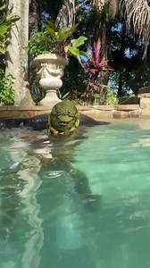Comment “Bl*ck dragon” letter by letter for a shoutout or follow back ! - - - - - #snake #lizard #toucans #reptilelover #snakes #gecko #pet #animals #nature #lizards #pets #animal | The Real Tarzann