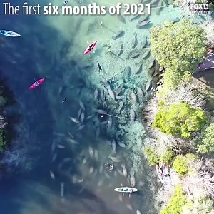 22K views · 541 reactions | MANATEE DEATHS HIT RECORD HIGH: This year is a little more than halfway over, but it's already the deadliest year on record for Florida's manatees. Most are starving to death due to seagrass loss over on the east coast. In the Bay Area, most deaths here are due to boat strikes and red tide. MORE HERE: https://bit.ly/2U4hQbf | FOX 13 News - Tampa Bay | Facebook
