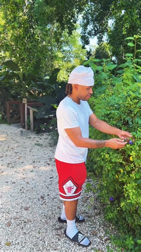 4.7M views · 67K reactions | In the jungle of Belize trying fresh butterfly pea flower with lime and it is  at @jadejungleresort | Turnip Vegan | Facebook