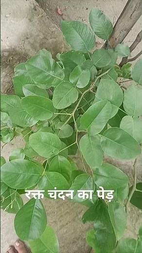 रक्त चंदन का पेड़।। tree of red chandan #religion #chandan