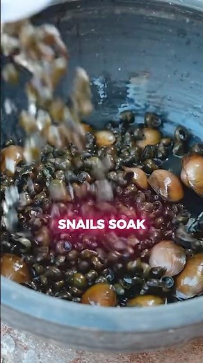 Why farmers are harvesting these SNAILS instead of fighting them