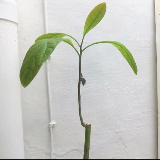 Repousse et renaissance d'un avocatier. #timelapse