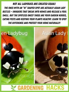 14K views · 35 reactions | Not all ladybugs are created equal! The ones with an “M” shaped spot are actually Asian lady beetles — invaders that sneak into homes and release a foul smell. But the spotless ones? Those are your garden heroes, eating pests and keeping your plants healthy. Learn to spot the difference and protect your home naturally! #fblifestyle | Gardening Hacks | Facebook