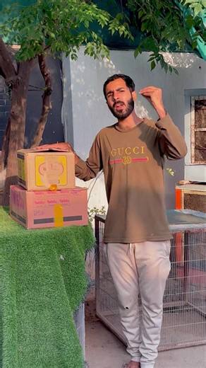 6.8K views · 73 reactions | #saqisaqi #lahoraseel #shamo #chinashamo #birds #thailandaseel #shelter #shamobussince #thaiburmi #thaiaaeel #aseel #burmiaseel #whiteshamo #kingshamo #lahorephotography #saqiaseelfarm #Thailand #thaifighter #shamobussince #lakhashamo #blackshamo # #burmiaseel #thiafight #saqisaqibirdsshelter #whiteoshamo #king #saqisaqi #birdsshel #shamofight | Bird's shelter | Facebook