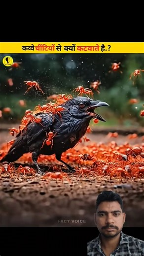 Why Do Crows Get Bitten By Ants#crow​​#get​#bitten​#islamic​​#subhanallah​#trending​#facts​​#ytshort