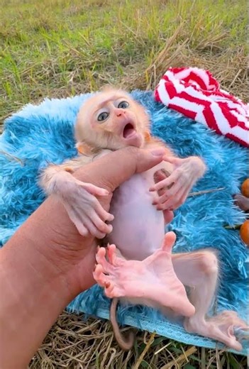 Cute Little Monkey Takes a Bubble Bath 🐒