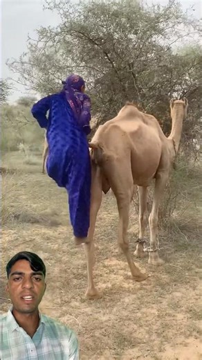 Rajasthani Woman Riding Camel 🐪 | Desert Life Vibes | #india #rajasthan #camel